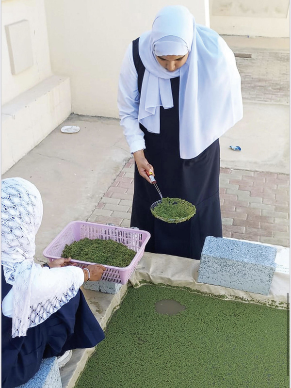 مشروع 
